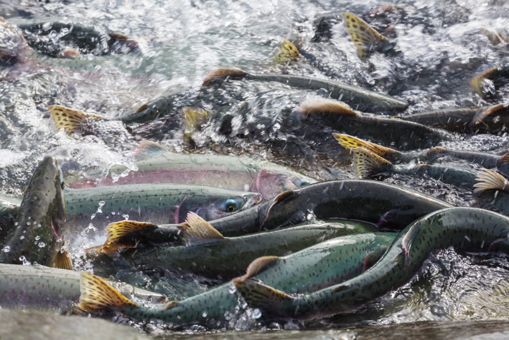 Alaskan salmon spawning