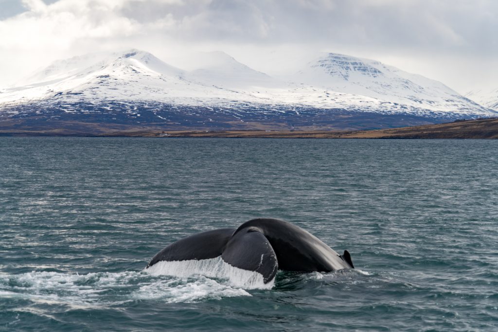 Alaska whale watching