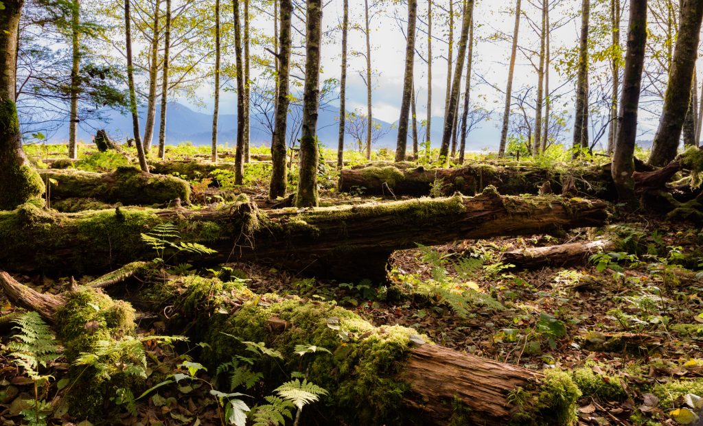 Tongass National Forest