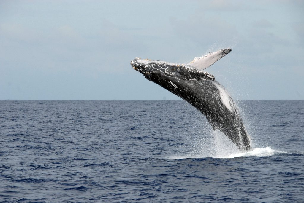 Alaska Whale Watching Tour