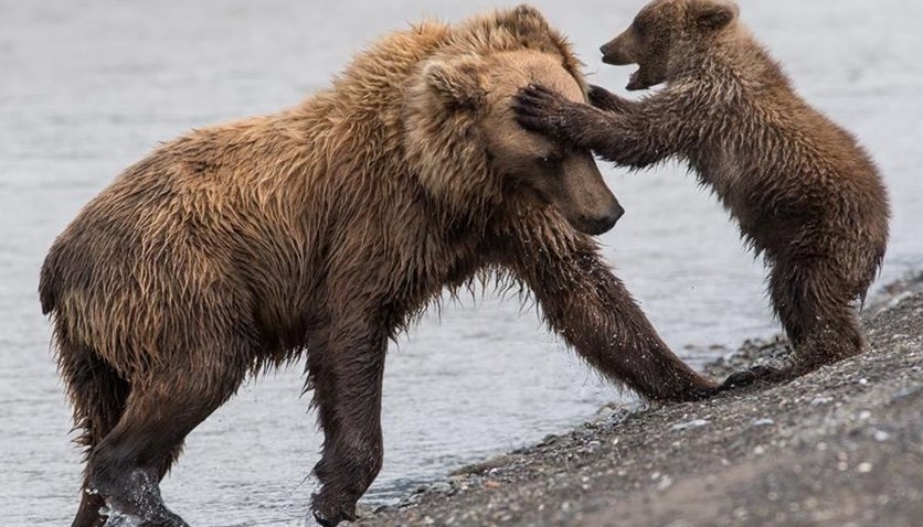 Why You Should Consider Alaska for Your Next Cruise