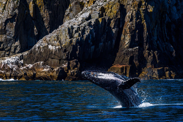 Amazing Animal Encounters