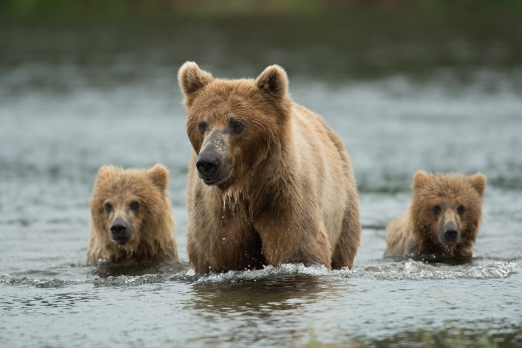 Katmai National Park and Preserve
