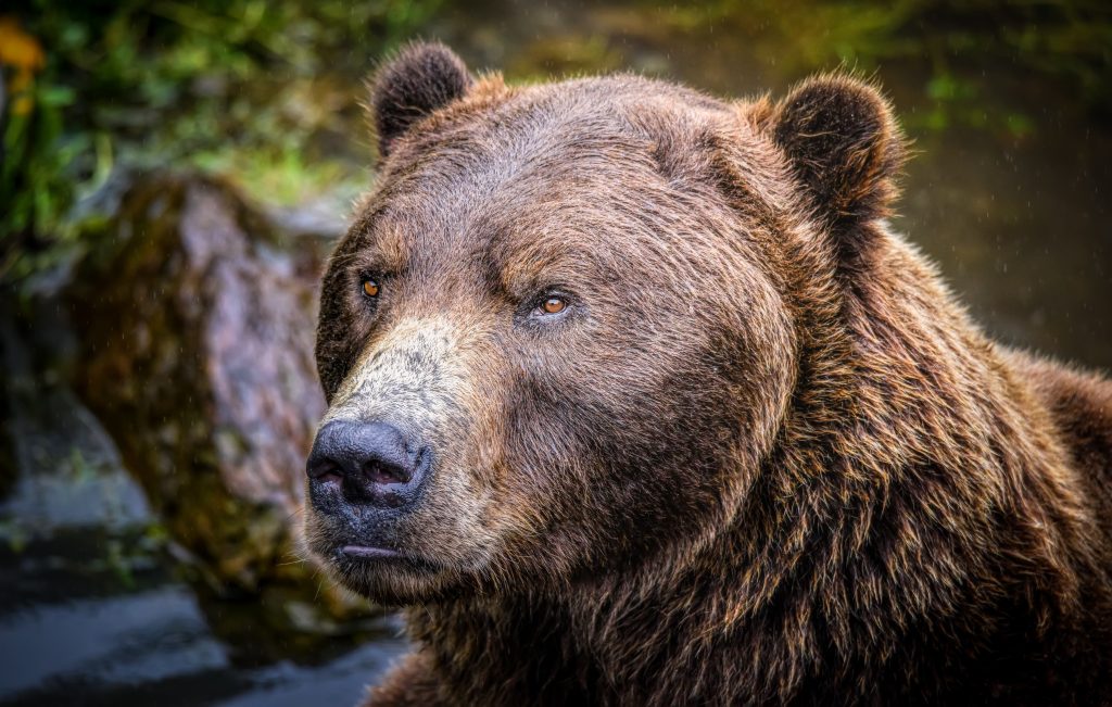 Kenai Fjords National Park wildlife viewing