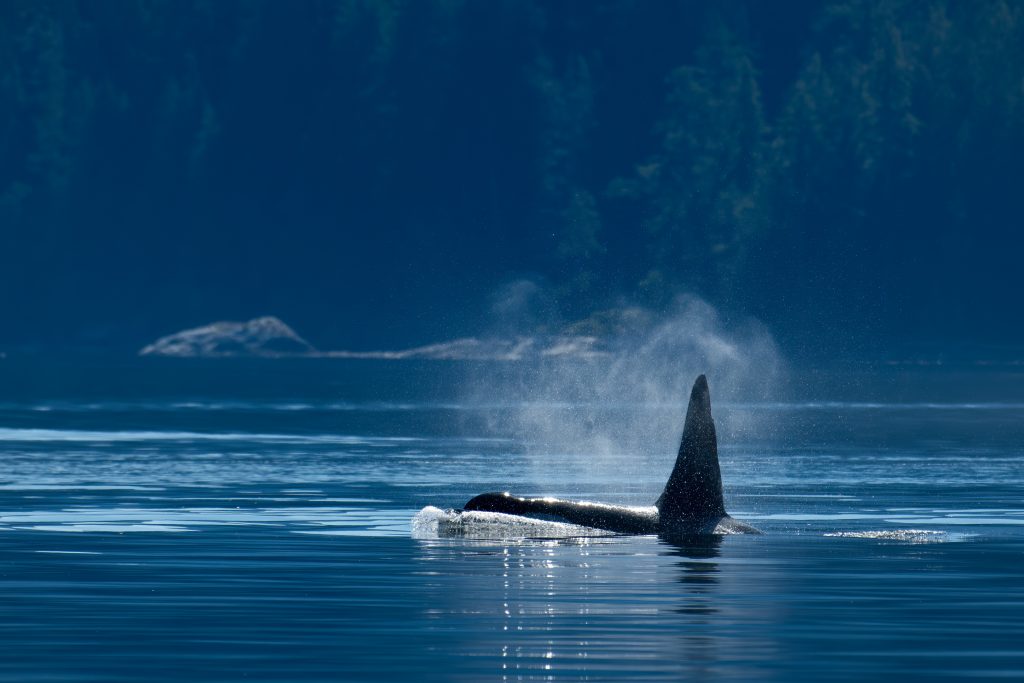 Northern resident orca whales (Orcinus orca), near Campbell River, Vancouver Island, BC Canada
