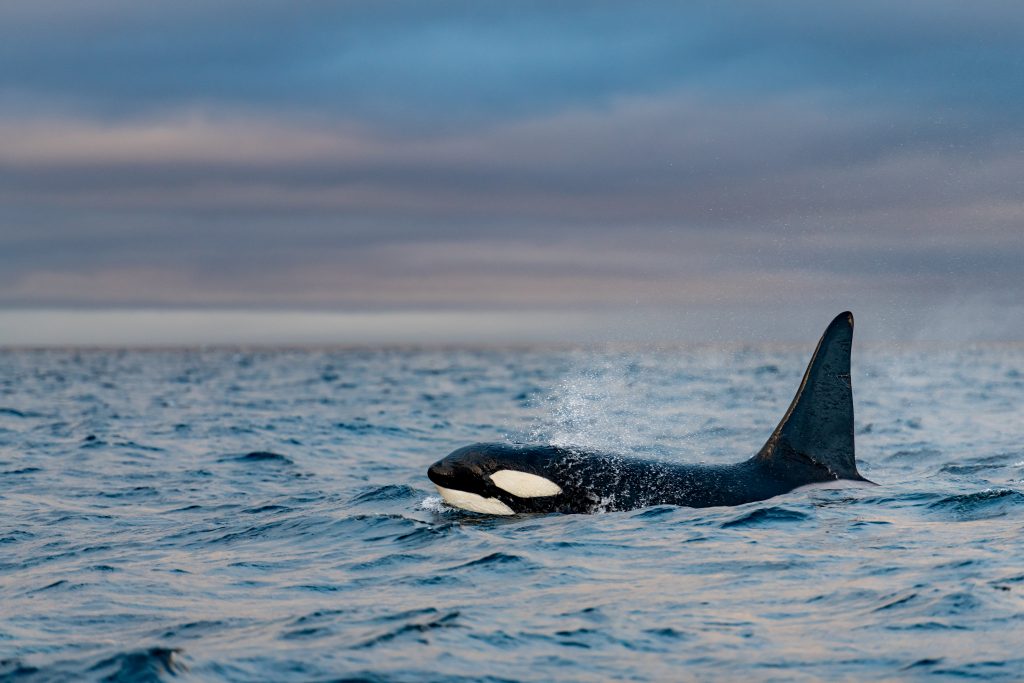 Arctic National Wildlife Refuge
