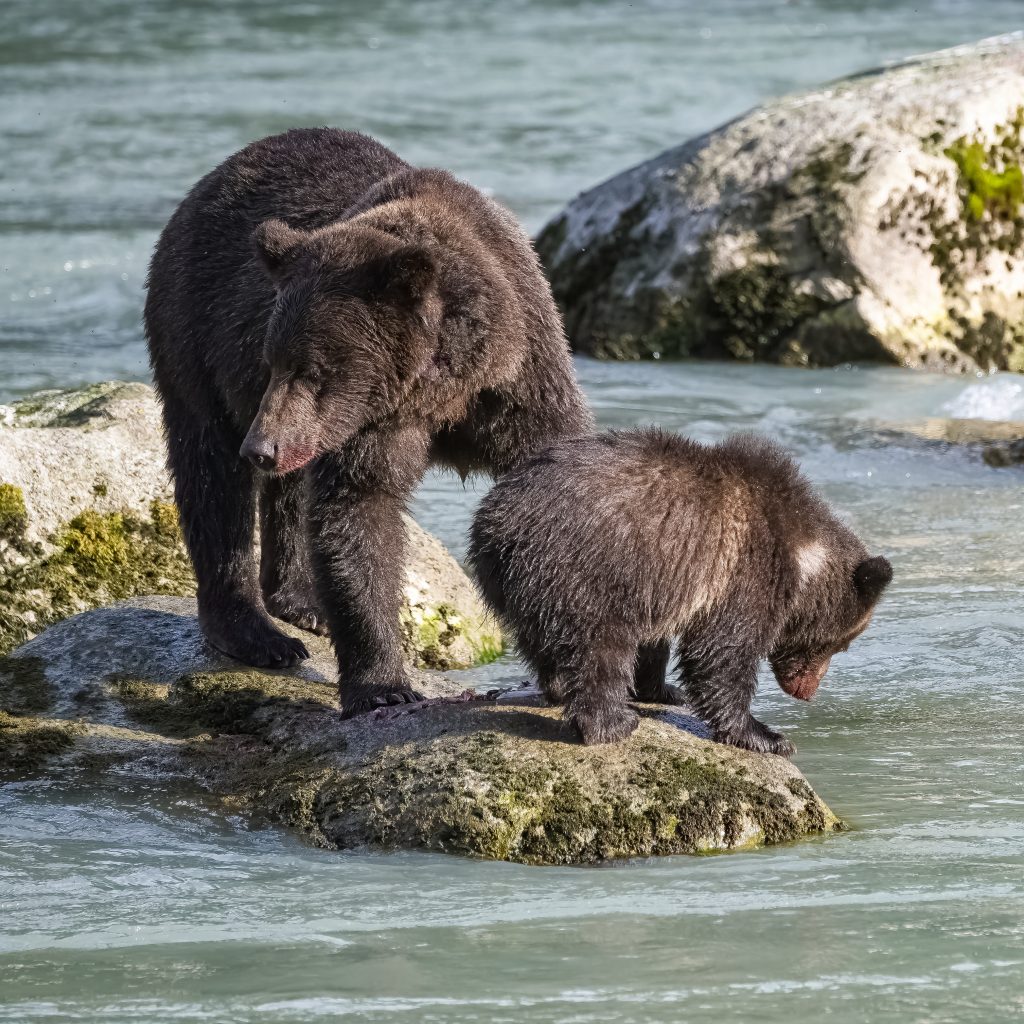 The Top 10 Things to Do in Haines, Alaska
