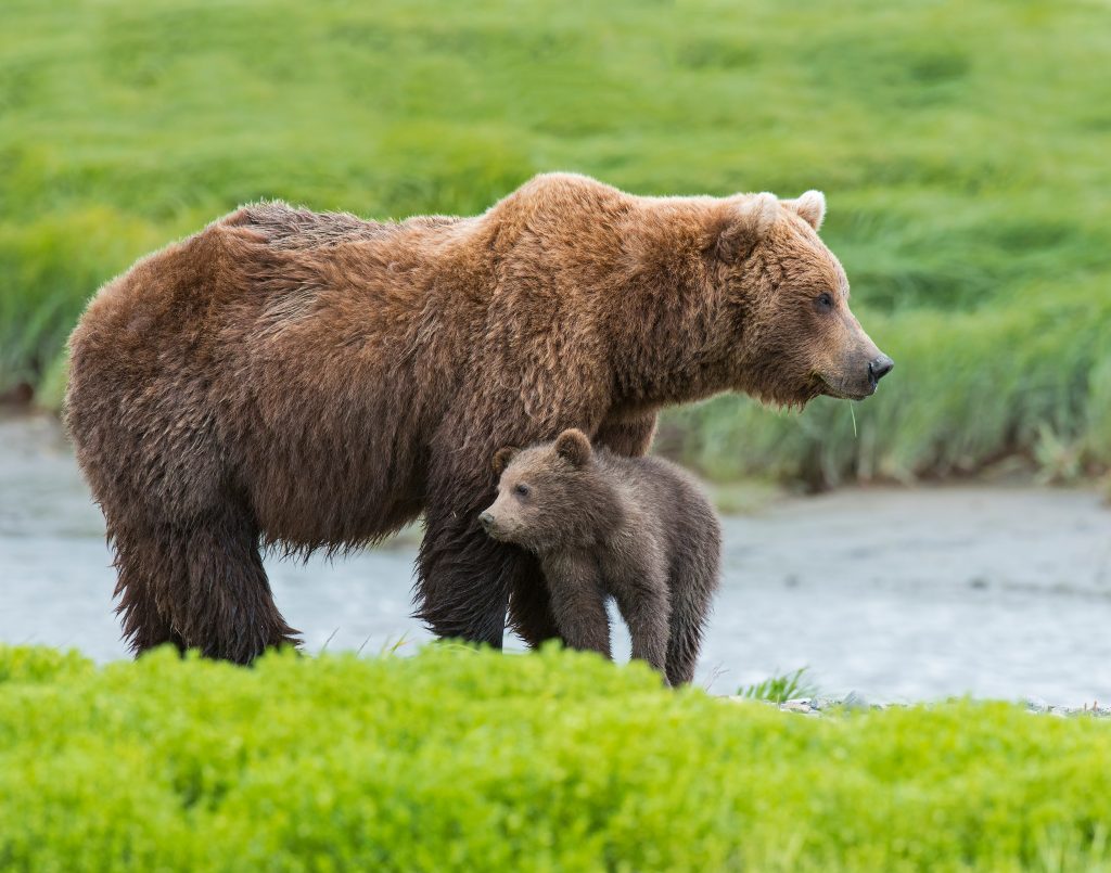Katmai National Park and Preserve