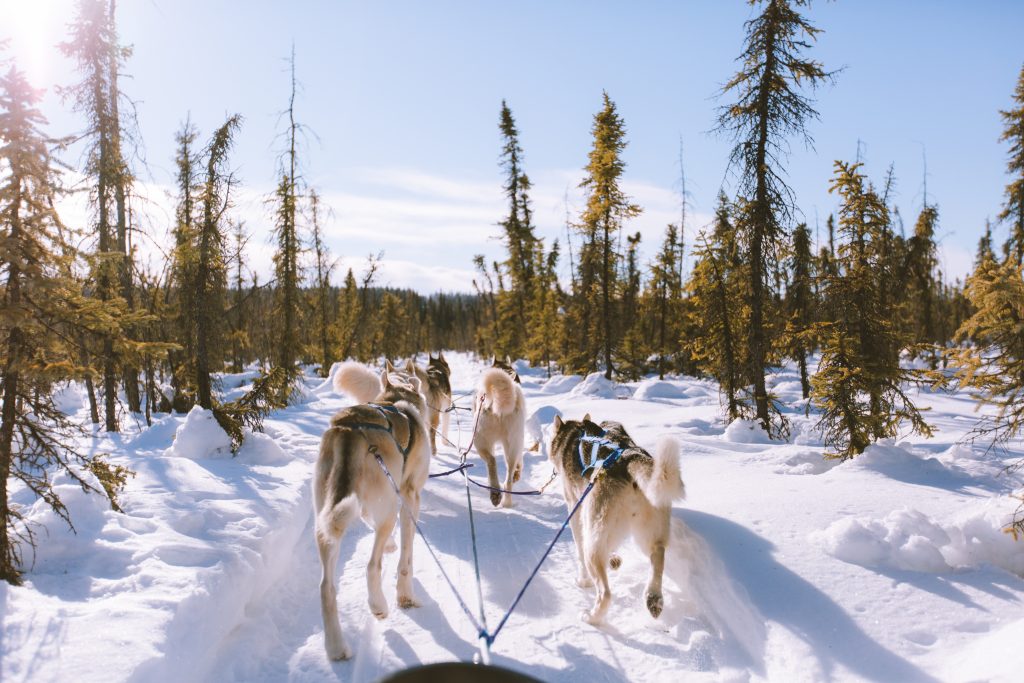 The Iditarod Trail Sled Dog Race